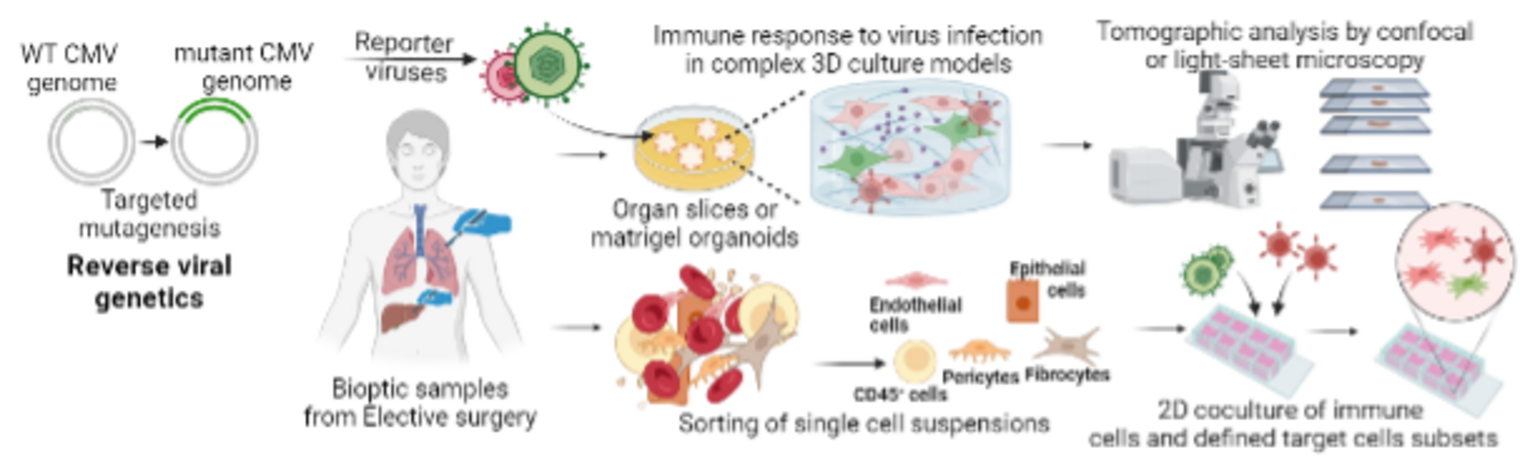 Focus Individualised Medicine for Viral Infections