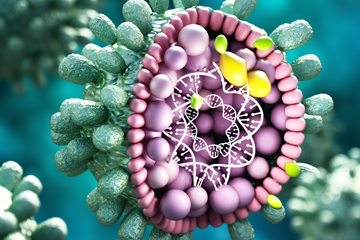 Immuntherapie gegen Hepatitis B